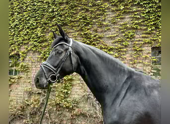 Westphalien, Jument, 5 Ans, 169 cm, Noir