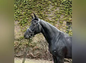 Westphalien, Jument, 5 Ans, 169 cm, Noir