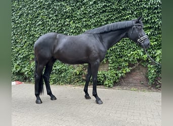 Westphalien, Jument, 5 Ans, 169 cm, Noir