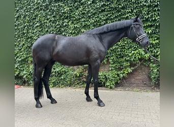 Westphalien, Jument, 5 Ans, 169 cm, Noir