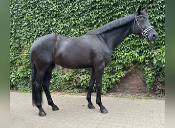 Westphalien, Jument, 5 Ans, 169 cm, Noir