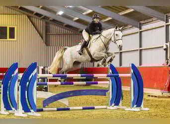 Westphalien, Jument, 5 Ans, 170 cm, Gris