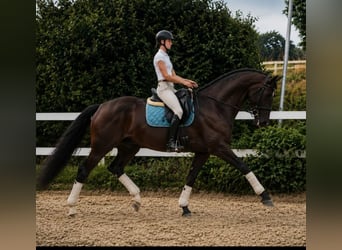 Westphalien, Jument, 5 Ans, 174 cm, Bai brun