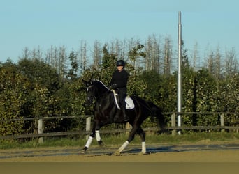 Westphalien, Jument, 5 Ans, 176 cm, Noir