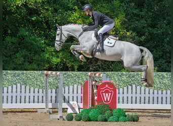 Westphalien, Jument, 6 Ans, 163 cm, Gris