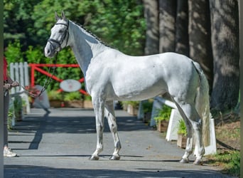 Westphalien, Jument, 6 Ans, 163 cm, Gris