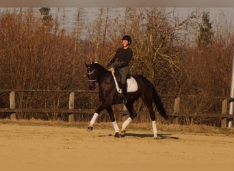 Westphalien, Jument, 6 Ans, 163 cm, Noir