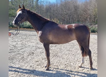 Westphalien, Jument, 6 Ans, 165 cm, Alezan brûlé