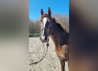 Westphalien, Jument, 6 Ans, 165 cm, Alezan brûlé