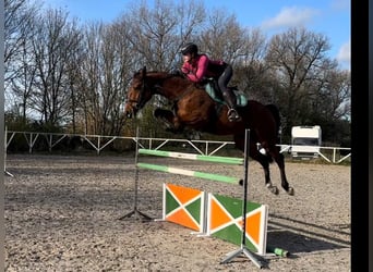 Westphalien, Jument, 6 Ans, 165 cm, Bai