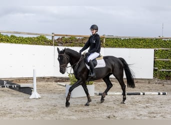 Westphalien, Jument, 6 Ans, 165 cm, Noir
