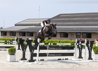 Westphalien, Jument, 6 Ans, 165 cm, Noir