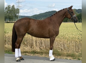 Westphalien, Jument, 6 Ans, 166 cm, Alezan