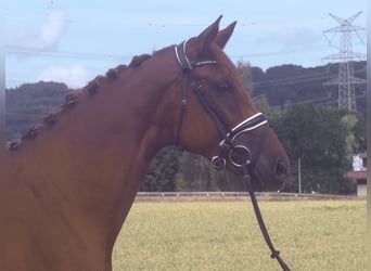 Westphalien, Jument, 6 Ans, 166 cm, Alezan