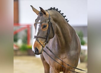 Westphalien, Jument, 6 Ans, 166 cm, Bai