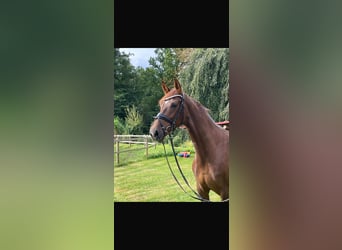 Westphalien, Jument, 6 Ans, 167 cm, Alezan brûlé