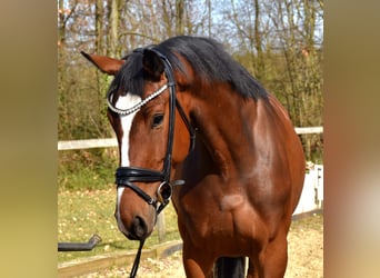 Westphalien, Jument, 6 Ans, 167 cm, Bai