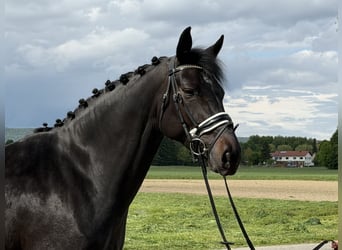 Westphalien, Jument, 6 Ans, 167 cm, Noir