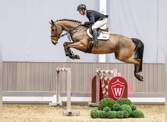 Westphalien, Jument, 6 Ans, 168 cm, Bai