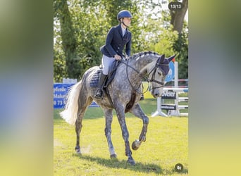 Westphalien, Jument, 6 Ans, 168 cm, Gris