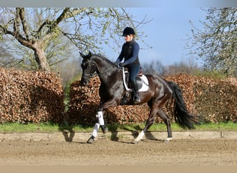 Westphalien, Jument, 6 Ans, 168 cm, Noir