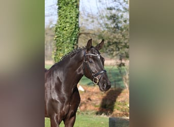 Westphalien, Jument, 6 Ans, 168 cm, Noir