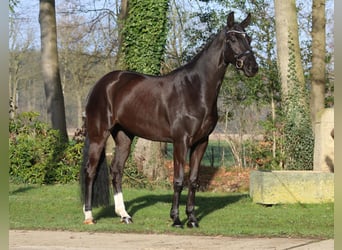 Westphalien, Jument, 6 Ans, 168 cm, Noir