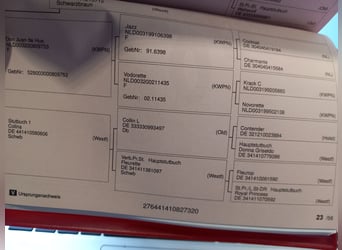 Westphalien, Jument, 6 Ans, 170 cm, Bai brun foncé