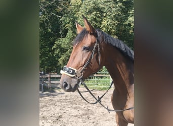 Westphalien, Jument, 6 Ans, 170 cm, Bai Westphalien, Jument, 6 Ans, 170 cm, Bai