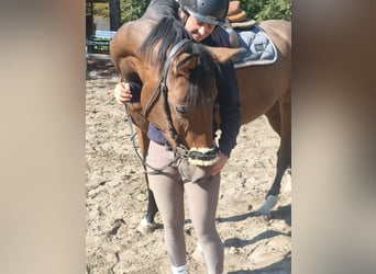 Westphalien, Jument, 6 Ans, 170 cm, Bai Westphalien, Jument, 6 Ans, 170 cm, Bai