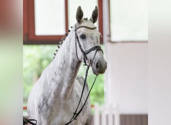 Westphalien, Jument, 6 Ans, 170 cm, Gris