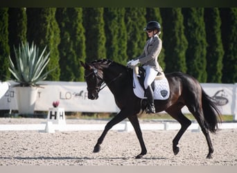 Westphalien, Jument, 6 Ans, 172 cm, Bai brun