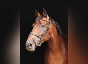 Westphalien, Jument, 6 Ans, 172 cm, Bai