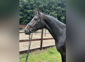 Westphalien, Jument, 6 Ans, 172 cm