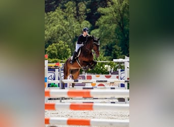 Westphalien, Jument, 6 Ans, 173 cm, Bai