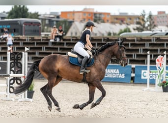 Westphalien, Jument, 6 Ans, 173 cm, Bai