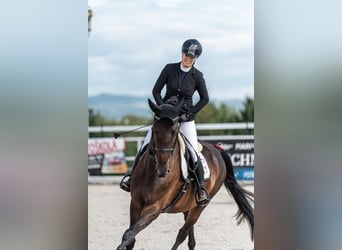 Westphalien, Jument, 6 Ans, 173 cm, Bai