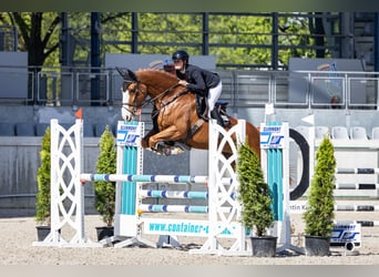 Westphalien, Jument, 6 Ans, 175 cm, Alezan