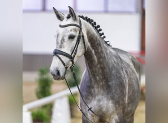 Westphalien, Jument, 6 Ans, Gris