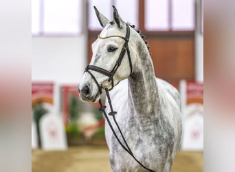 Westphalien, Jument, 6 Ans, Gris