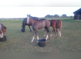 Westphalien, Jument, 6 Ans, Gris