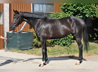 Westphalien, Jument, 6 Ans, Noir