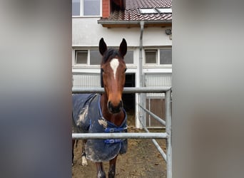 Westphalien, Jument, 7 Ans, 160 cm, Bai