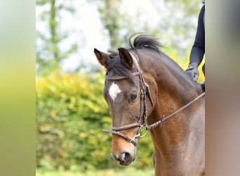 Westphalien, Jument, 7 Ans, 162 cm, Bai brun