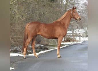 Westphalien, Jument, 7 Ans, 163 cm, Alezan