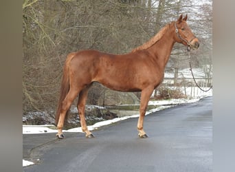 Westphalien, Jument, 7 Ans, 163 cm, Alezan