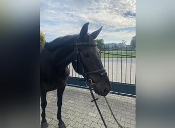 Westphalien, Jument, 7 Ans, 163 cm, Noir