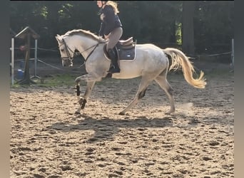 Westphalien, Jument, 7 Ans, 164 cm, Gris