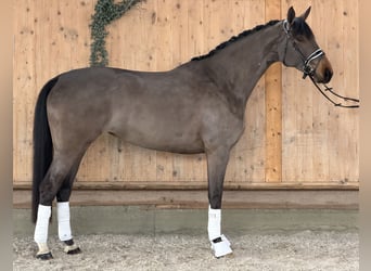 Westphalien, Jument, 7 Ans, 165 cm, Bai brun