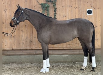 Westphalien, Jument, 7 Ans, 165 cm, Bai brun